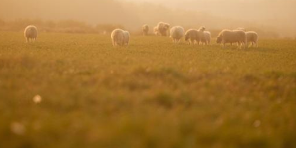 lambs in a field, golden hour