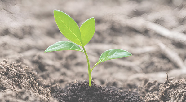 plant growing in the sand