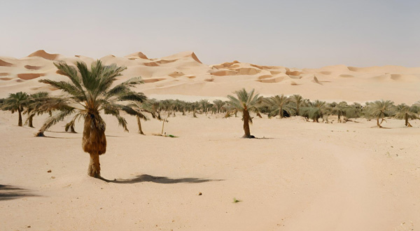 Light gray sky with sand below and palm trees