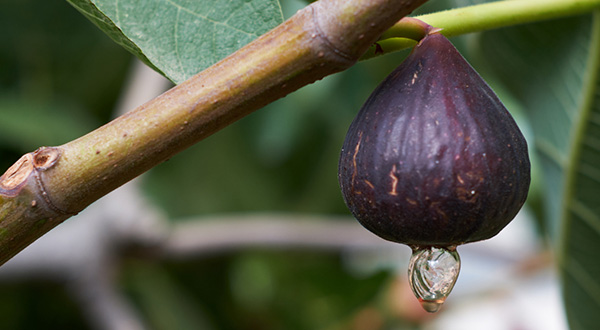 fig on a branch